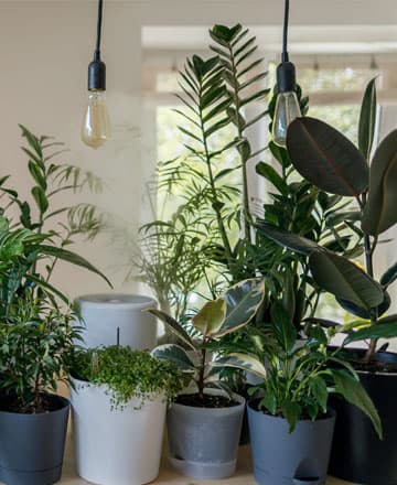 Houseplant Guides