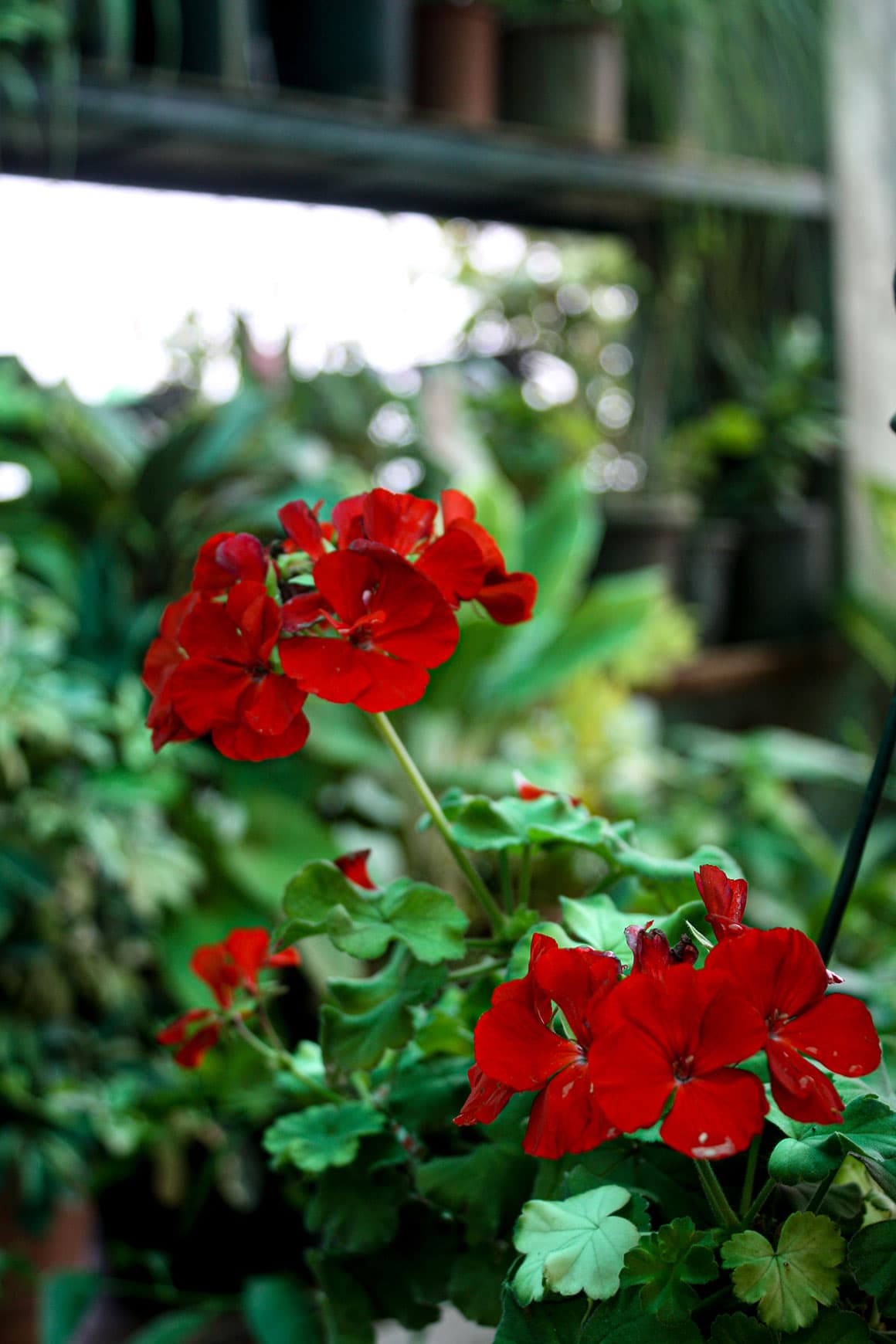 Geraniums - Best Houseplants For A Small Balcony