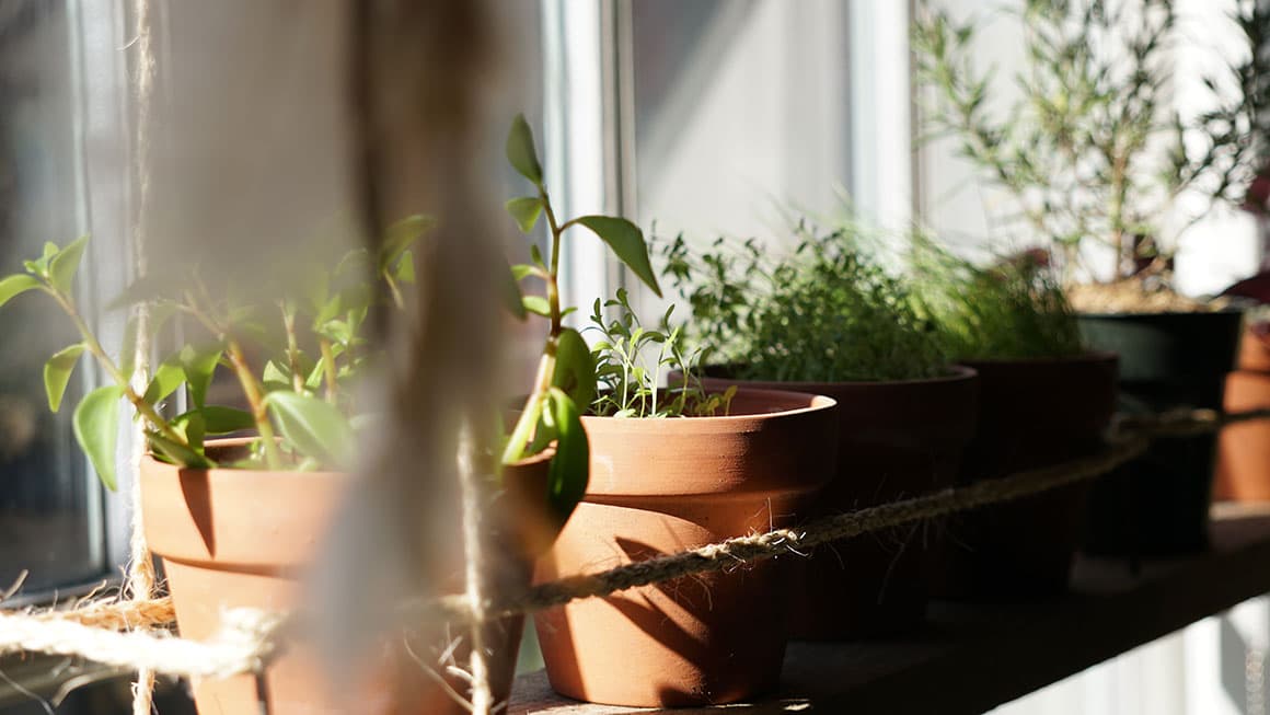 Herbs In Pots - Best Houseplants For A Small Balcony