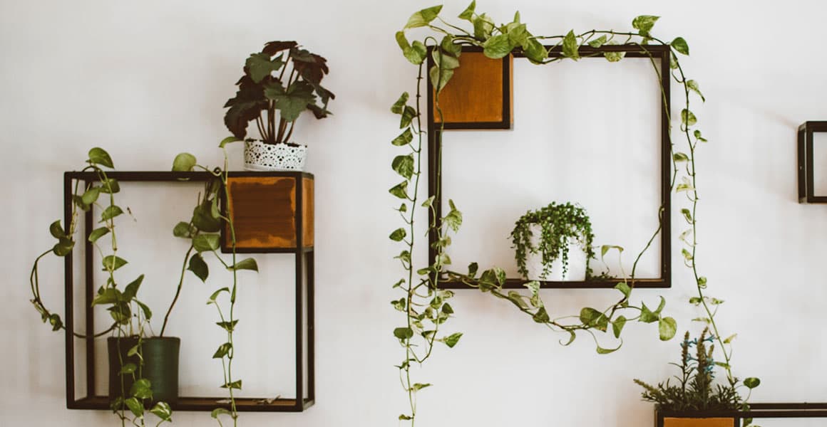 Best Houseplants For A Small Balcony - Lupo Boutique