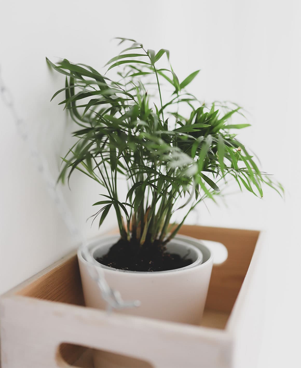 Care Guide For Bamboo Palms Houseplants