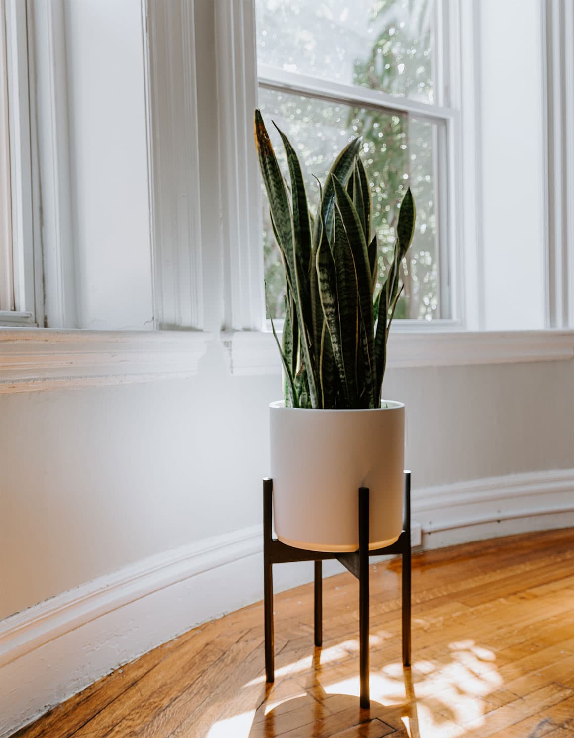 How To Care For A Snake Plant - Lighting & Placement