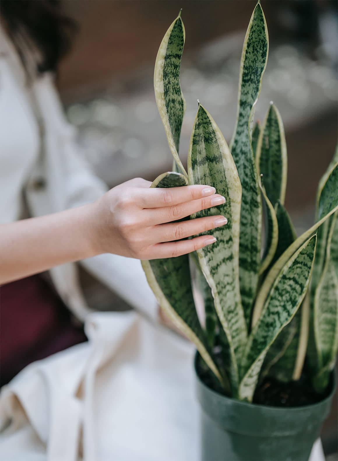 How To Care For A Snake Plant - Pruning and Maintenance