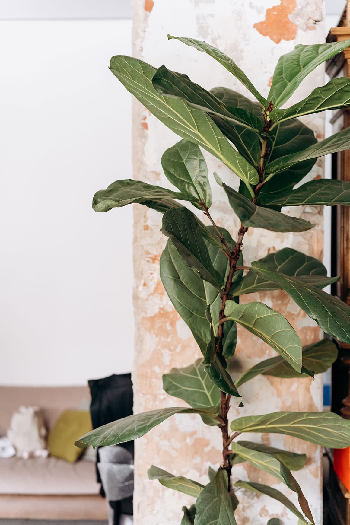 Fiddle-Leaf Fig - So What Are The Best Tall Houseplants