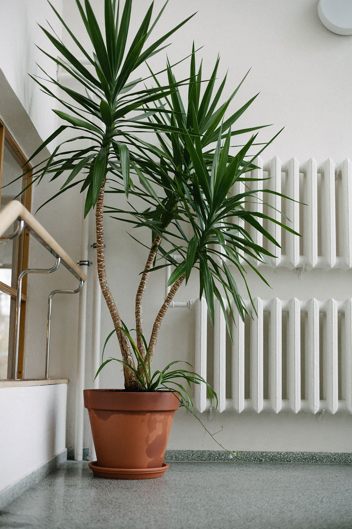 Discover the Best Tall Houseplants for Your Home