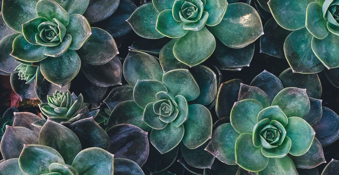Discover the Top Succulents for Your Home - Lupo Boutique