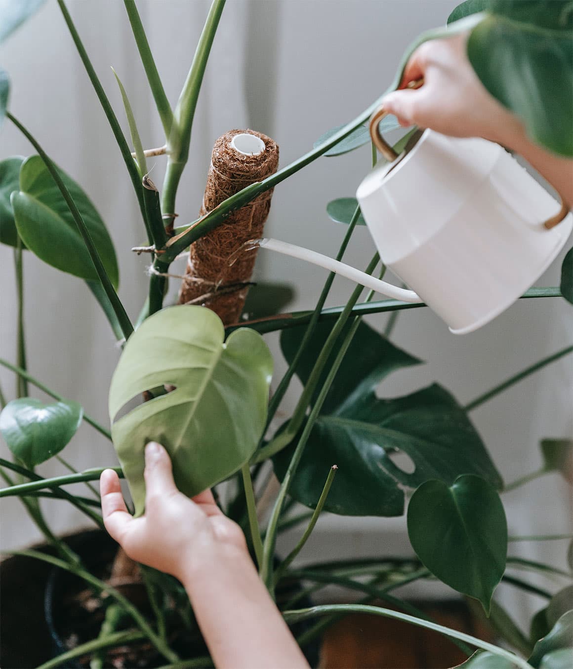 Don't Feed Your Houseplants in Winter