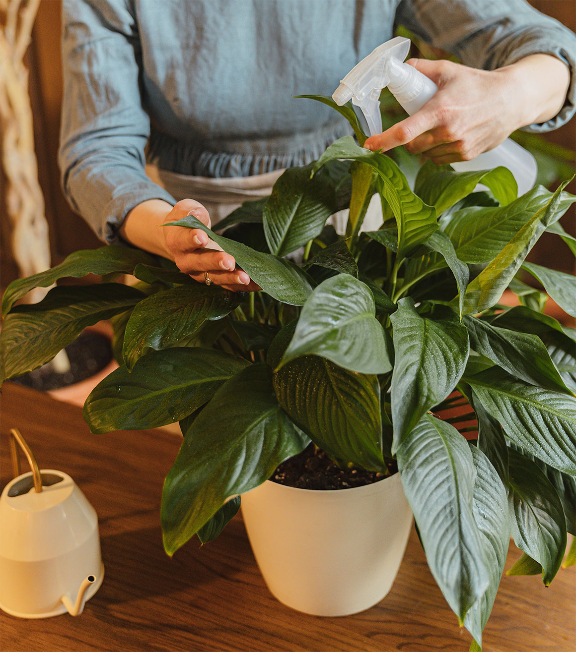 Effective Methods for Removing Dust From Houseplants
