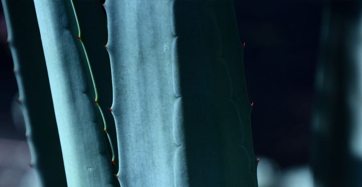 How To Care For Aloe Vera Plants - Lupo Boutique