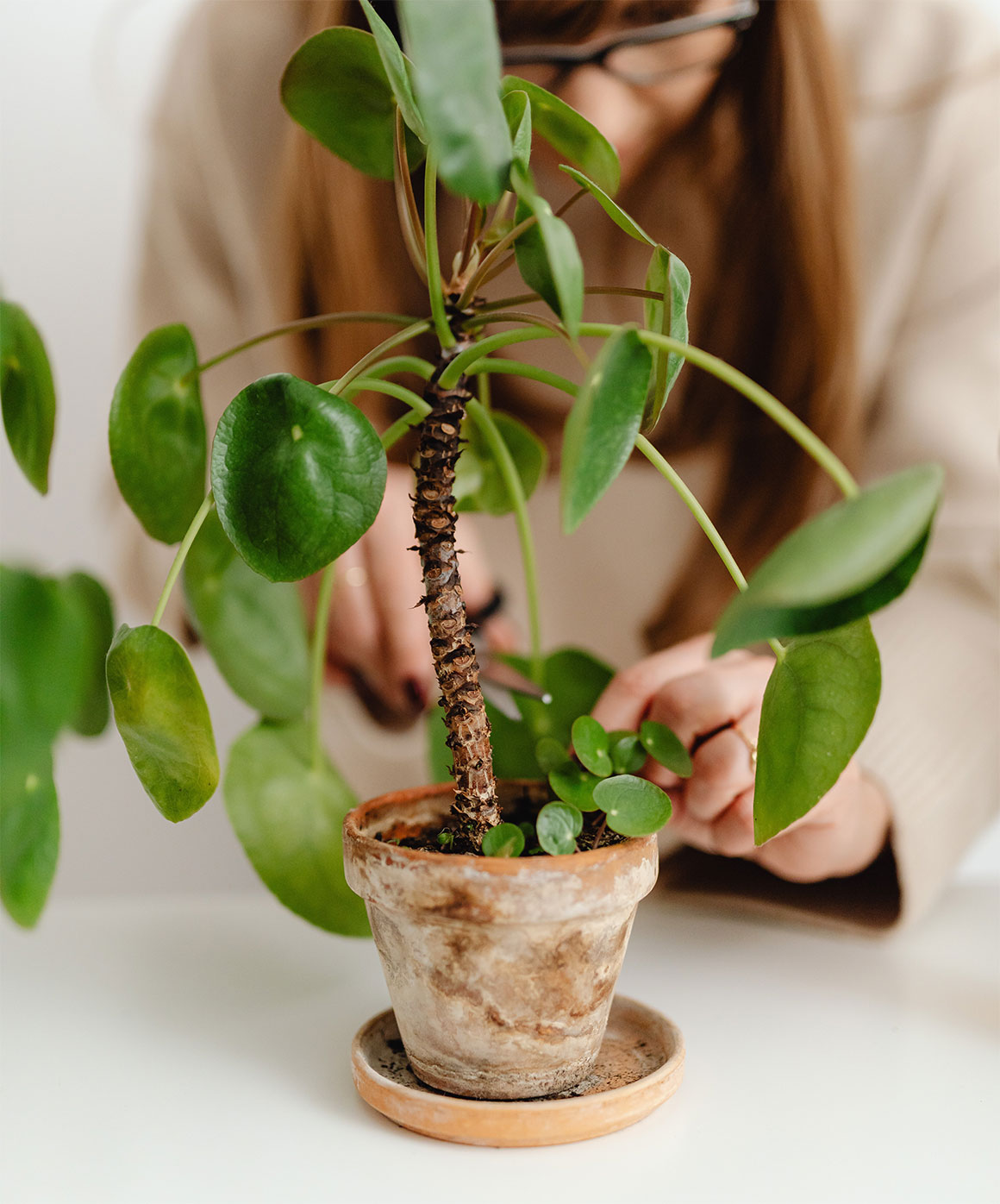 How To Prune And Pinch Back Houseplants