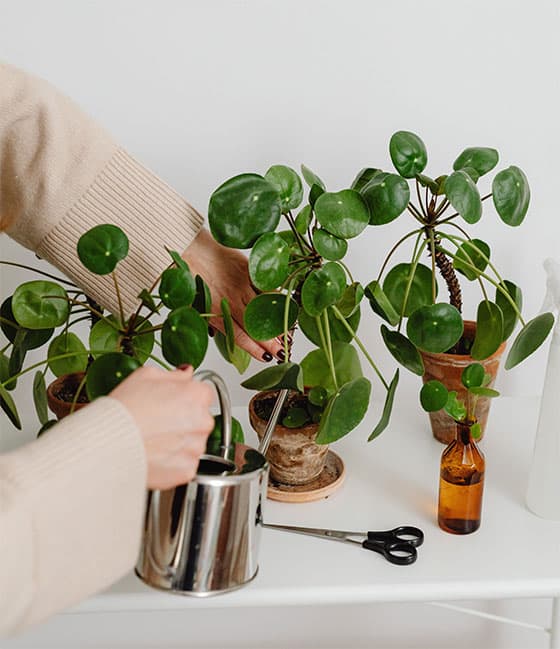 Houseplant Care - Lupo Boutique