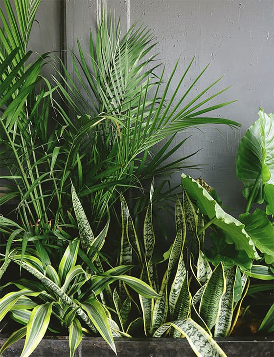 Houseplant Guides - Lupo Boutique