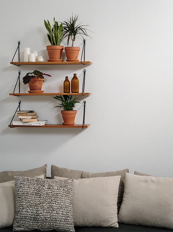 Houseplant Tips & Tricks - Lupo Boutique