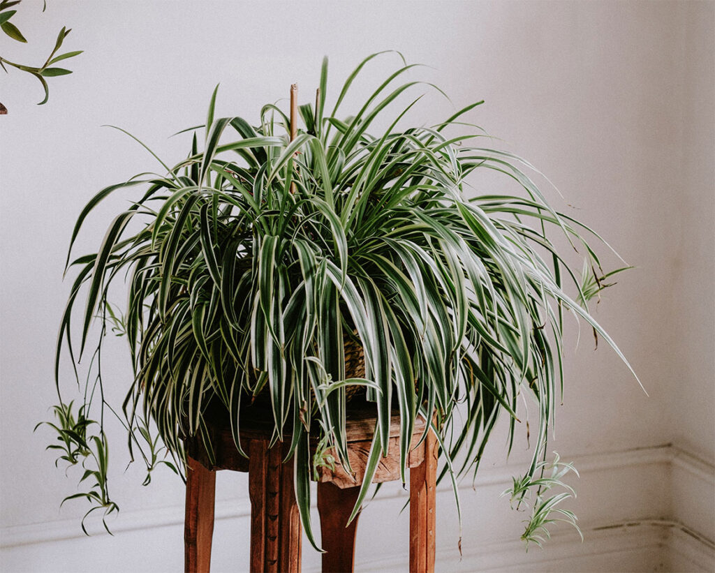 Spider Plant - What Are Best Pet-Friendly Houseplants