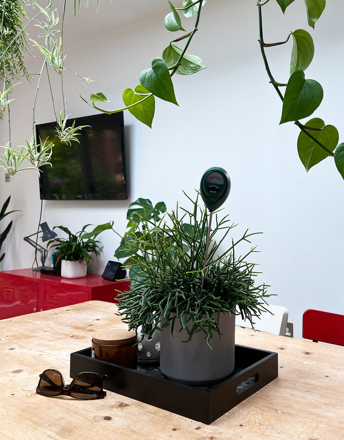 Start Using A Moisture Meter For Houseplant Watering