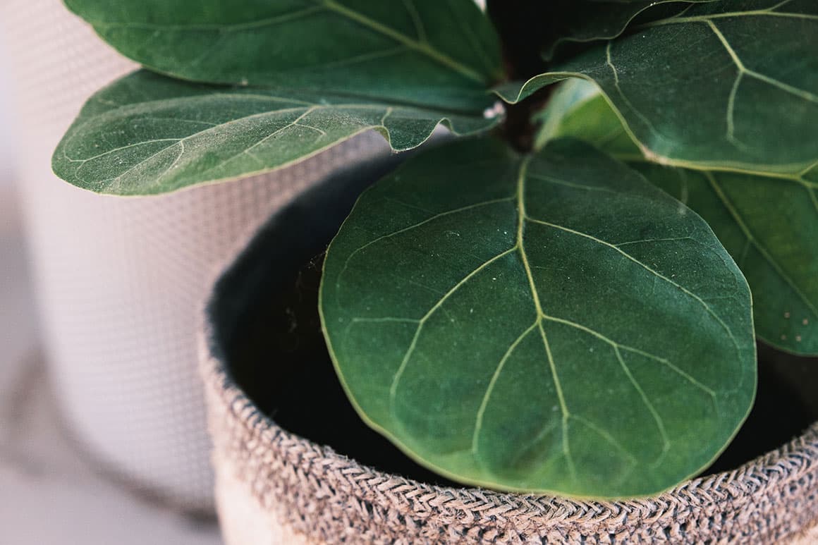 Start Using A Moisture Meter For Houseplant Watering