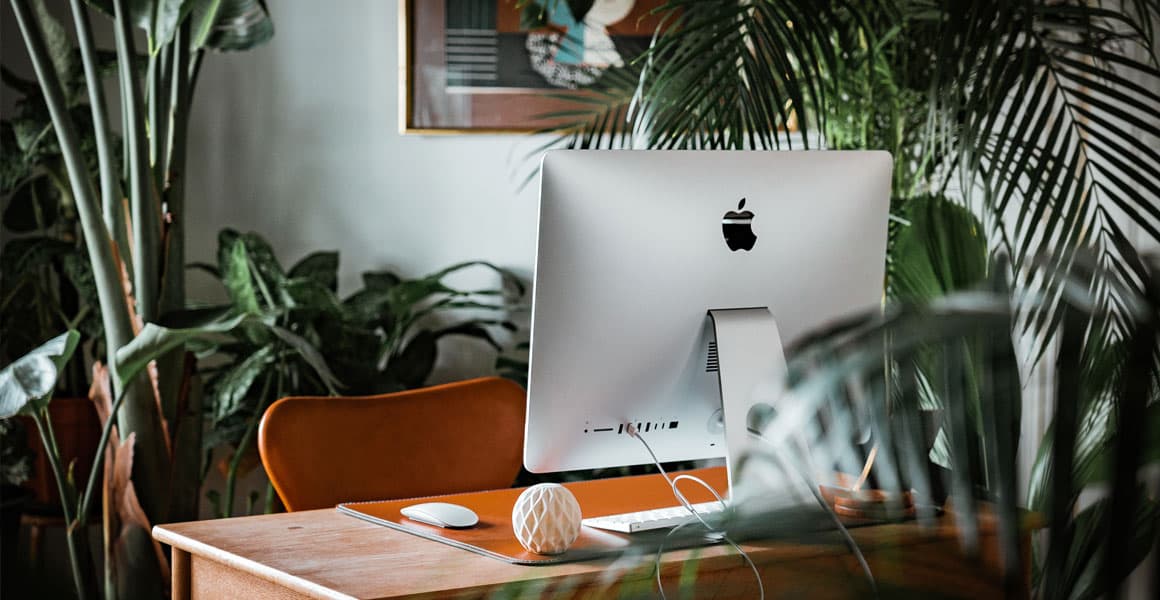 The Best Plants for Your Office - Lupo Boutique The Best Plants for Your Office - Lupo Boutique