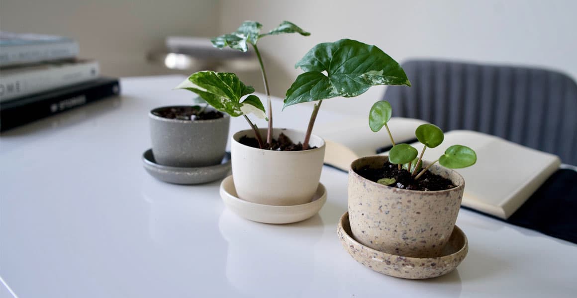 The Power of Rotation: A Simple Tip for Straighter Growth in Houseplants - Lupo Boutique