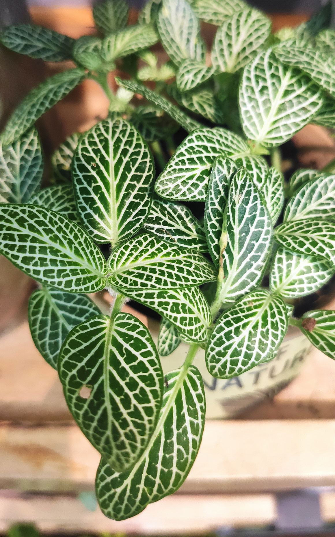 Peperomia - What Are Best Pet-Friendly Houseplants