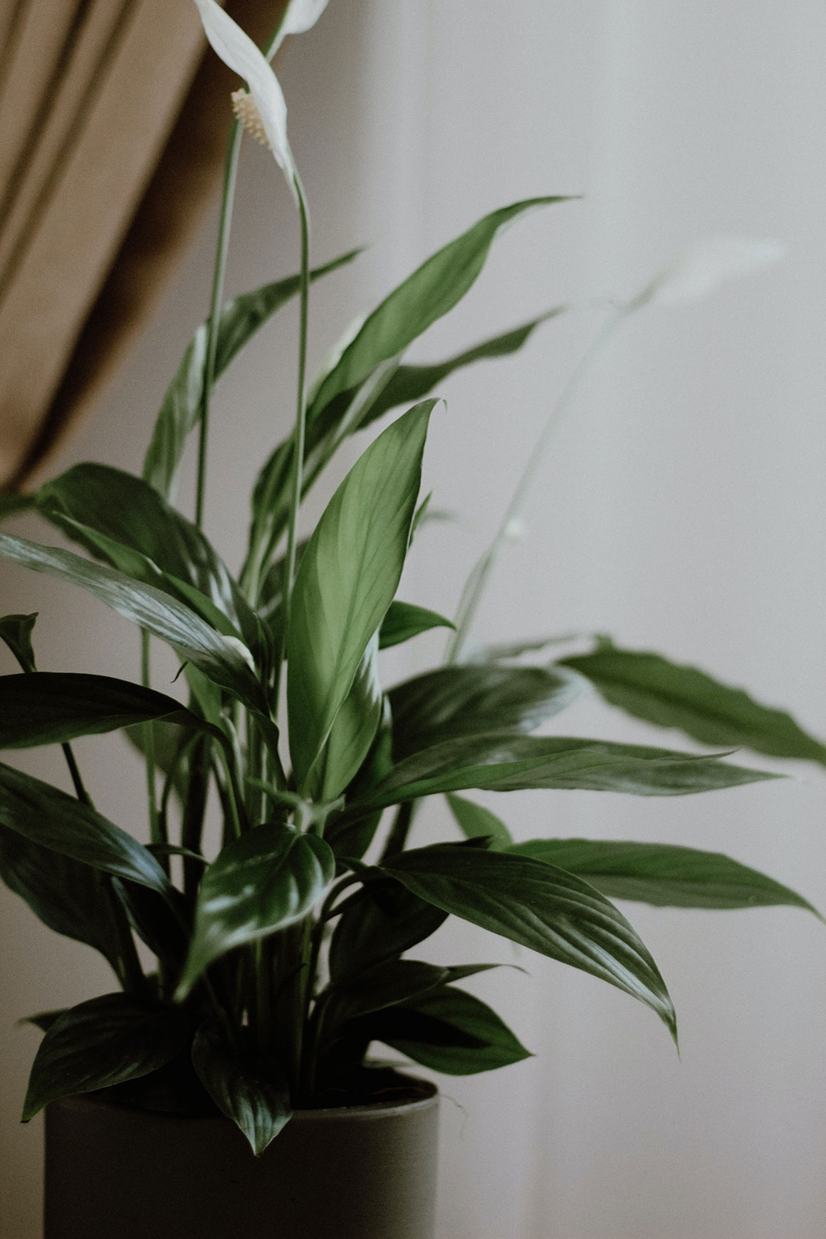 Peace Lily - What Are The Best Air-Purifying Plants for Your Home